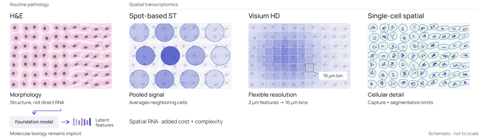 Holon-S1 spatial gene expression prediction: H&E morphology versus spatial transcriptomics platforms
